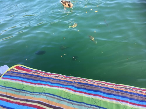 fish